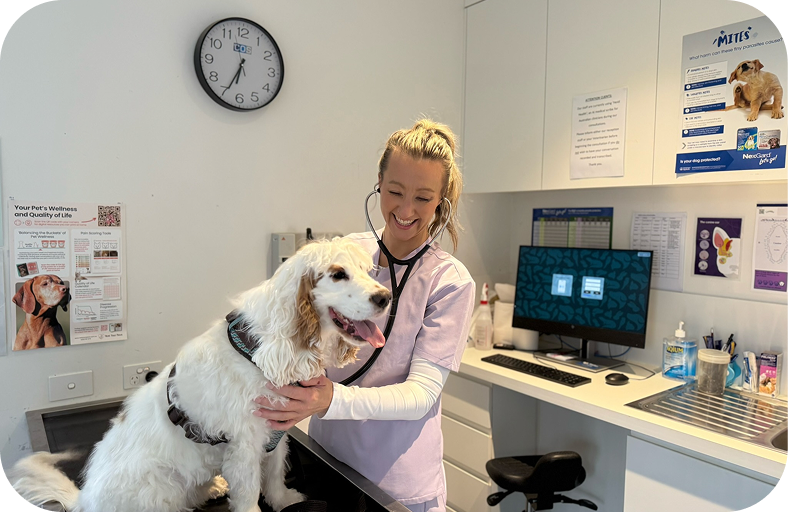A veterinary nurse examining a dog in a consult room