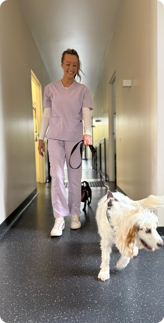 A veterinary nurse walking a dog through a clinic corridor